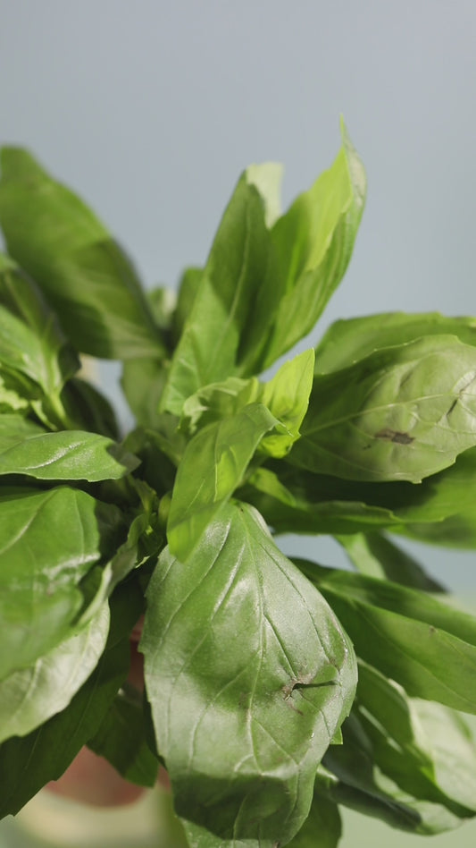 Mint Sprig For Garnish – B-Roll (Vertical, 1080p, 4s)